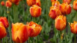Более 50 тыс. луковиц тюльпанов раздали кисловодчанам для озеленения дворов