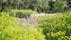 Более 30 улиц обработают против амброзии в Кисловодске