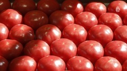 Продуктовая ярмарка состоится в Кисловодске 29 июня