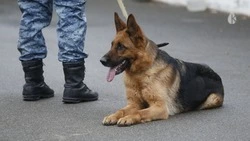 Все школы Кисловодска эвакуируют из-за угроз минирования