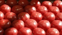 Продуктовая ярмарка состоится в Кисловодске 29 июня