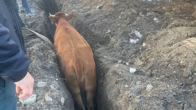 Свободно пасущаяся корова упала в траншею в Кисловодске