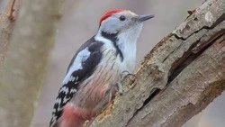 Юннат нашёл популяцию краснокнижного среднего дятла в Кисловодске
