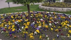Более 150 новых клумб появится во дворах Кисловодска 