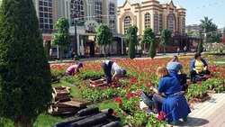 Клумбы Кисловодска украсят 400 тысяч цветов летних и весенних культур