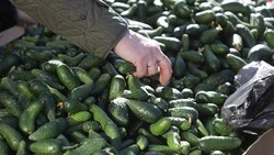Продуктовая ярмарка пройдёт в Кисловодске 30 марта