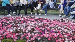 Жителям Кисловодска раздали более 40 тысяч луковиц тюльпанов