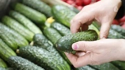 Первую в этом году весеннюю ярмарку проведут в Кисловодске 25 марта