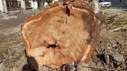 Жительница Кисловодска вырубила 20 деревьев