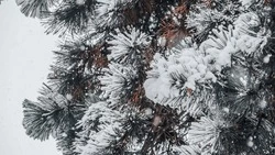 В топ городов для оздоровительного отдыха на Новый год и Рождество попал Кисловодск