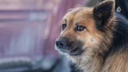 На Кавминводах откроют питомник для собак