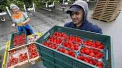 Ставропольская клубника претендует на победу в федеральном конкурсе продуктов
