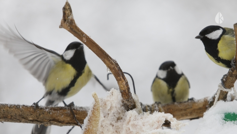 Юные орнитологи встретились с учёными в Кисловодске и обсудили охрану природы