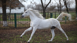 Табун из 20 лошадей отправили на штрафстоянку в Кисловодске