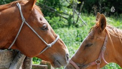  Табун лошадей поймали на улицах Кисловодска