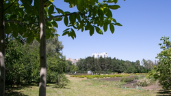 Деревья высадили на субботнике в Кисловодске 