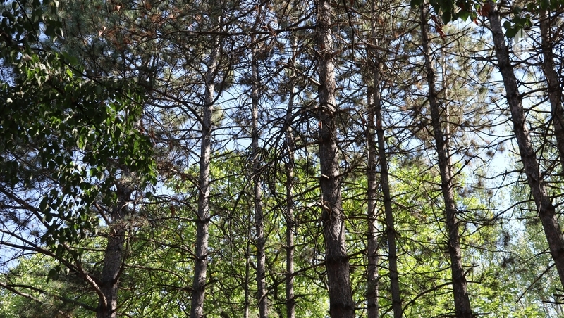 Владимир Владимиров: в Ставропольском крае посадят 54 га новых лесов