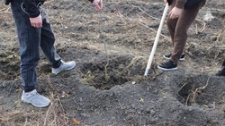 Вековые сосны высадят на субботнике в Кисловодске 11 апреля