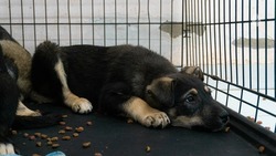 В Кисловодске в 2 раза увеличат финансирование на отлов бездомных собак