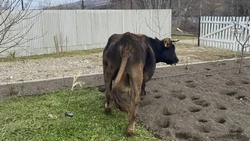 Владельцев коров, которые заходят в чужие дворы, будут штрафовать в Кисловодске
