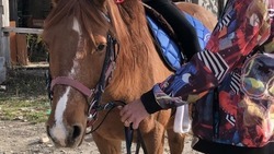 Два десятка беспризорных лошадей вновь поймали в Кисловодске 