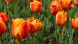 Свыше 40 тыс. тюльпанов зацвели во дворах Кисловодска благодаря городской акции