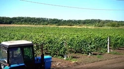 Маршруты энотуризма разрабатывают на Ставрополье