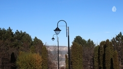 Клён, сосну, ясень и боярышник высадят в Кисловодске 29 ноября