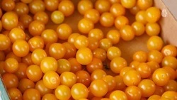 Жителей и гостей Кисловодска пригласили на ярмарку 28 февраля