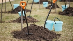 Липы и боярышники высадят во время субботника в посёлке Аликоновка 1 ноября