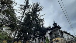 Шаляпинская ель Кисловодска участвует во всероссийском конкурсе деревьев