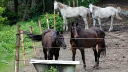 В Кисловодске впервые задержали табун лошадей