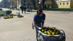 Полмиллиона весенних цветов в подвесных кашпо украсят Кисловодск