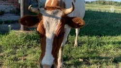 Производство говядины на Ставрополье выросло до 13,3 тыс. тонн