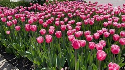 Более тысячи тюльпанов раздадут Гена и Чебурашка в Кисловодске 8 марта