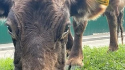 На улицах Кисловодска  в очередной раз поймали пасущихся коров 