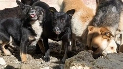 Бесплатная программа по стерилизации собак стартовала в Кисловодске 