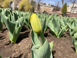 Праздничную программу для женщин 8 марта составили в Кисловодске