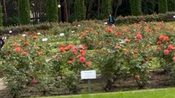 Приближается пик цветения в Долине роз в Кисловодске