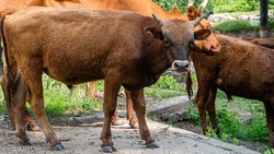 В Кисловодске за «полное безобразие» задержали стадо коров