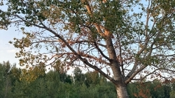 Мэр Кисловодска рассказал, почему спиливают деревья на Старом озере