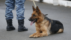 Угроза минирования восьми школ в Кисловодске не подтвердилась