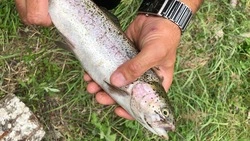 Производство форели в Нежинском выросло на треть