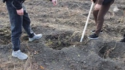 Вековые сосны высадят на субботнике в Кисловодске 11 апреля