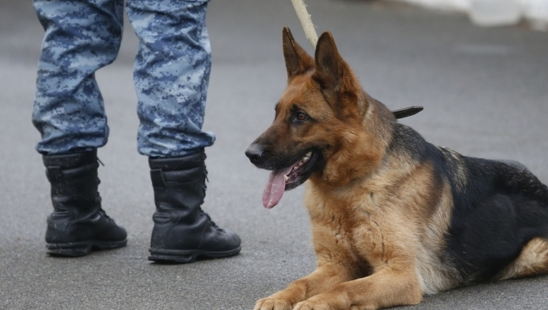 Данные о минировании школ и детских садов в Кисловодске не подтвердились