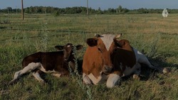 Компенсации на покупку молочного молодняка КРС выделяют ставропольским фермерам