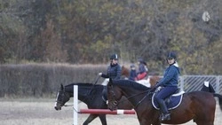 Ставропольским коневодам компенсируют до 50% затрат на содержание стада