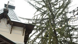 Шаляпинская ель из Кисловодска претендует на победу в конкурсе «Дерево года 2022»
