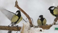 Юные орнитологи встретились с учёными в Кисловодске и обсудили охрану природы