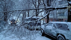 Снегопад в Кисловодске повалил деревья и обесточил две улицы